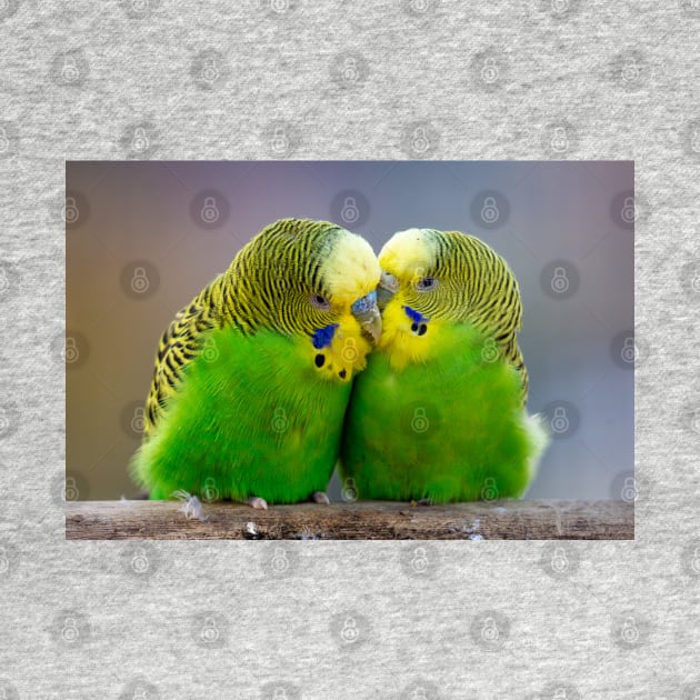 Budgie pair in love Portrait Wall Art Photograph by Czajnikolandia